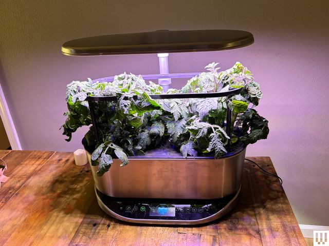 The Aerogarden I Recommend to Everyone Is Just $83 Right Now, a 63 Percent Discount Oval-shaped planter with a clip on light hanging overhead and leaves coming out of the top