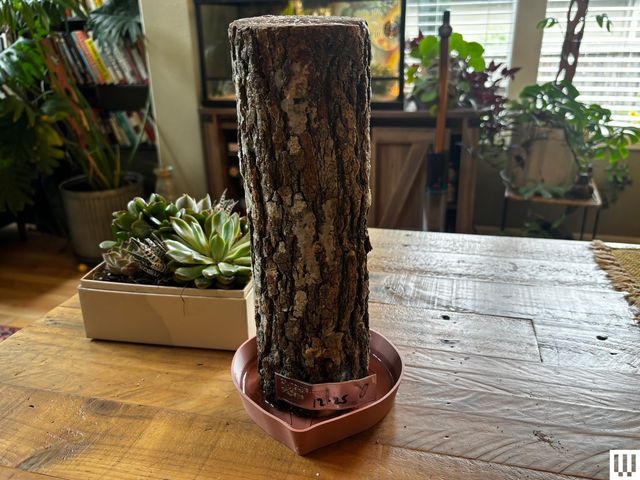 A Beginner’s Guide to Growing Mushrooms at Home (2026) Image may contain: Plant, Tree, Home Damage, and Termite Damage