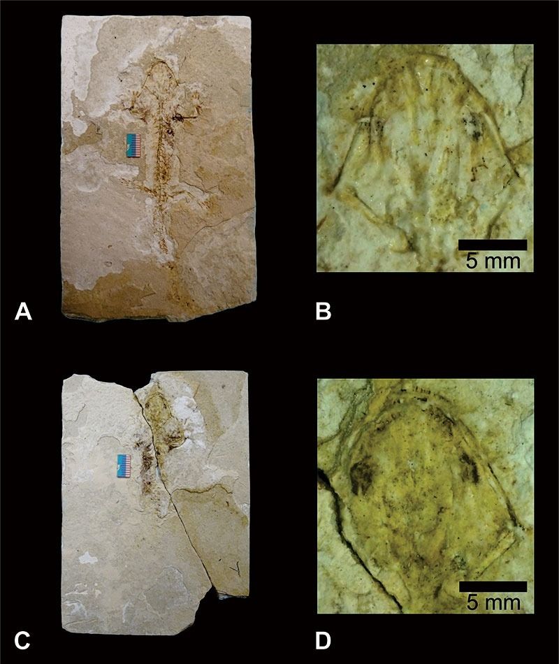 Scientists Have Identified a New Fossil Species of Axolotl in Mexico Image may contain Rock and Fossil